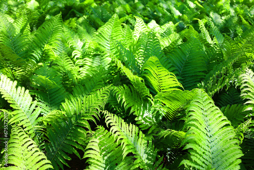 Foto A fern is a member of a group of vascular plants that reproduce via spores and have neither seeds nor flowers