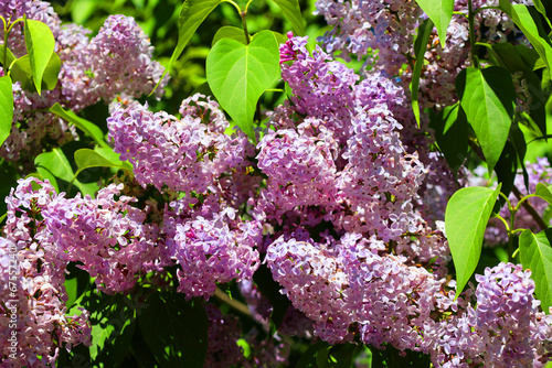 Syringa vulgaris (lilac or common lilac) is a species of flowering plant in the olive family Oleaceae, native to the Balkan Peninsula, where it grows on rocky hill photo
