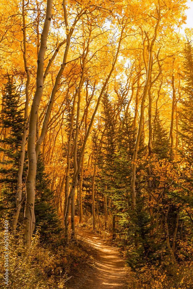 Beautiful Forest Aspen Scenery in Autumn, Colorado