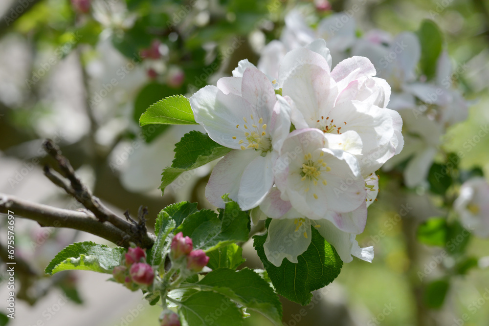 リンゴの花 リンゴの花
