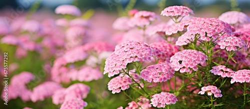 The wild yarrow also known as Achillea is a beautiful pink flowering plant that belongs to the grass family It can be found in meadows and fields adding a touch of nature s beauty to the Sib photo