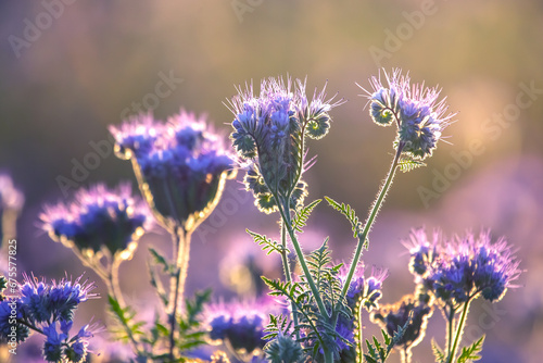 Colorful wildflowers in backlit evening sunlight. The nature of floral botany