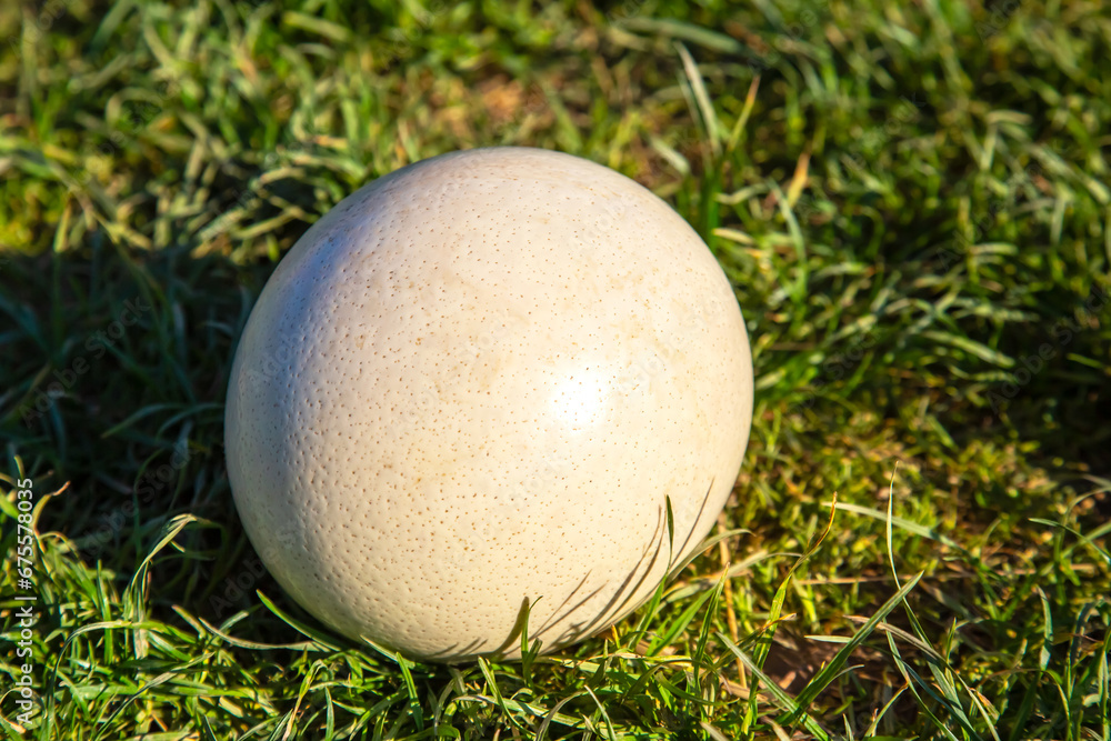 ostrich egg on green grass