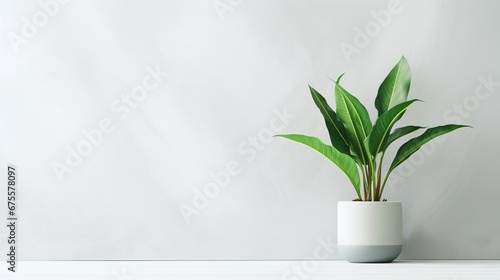 plant in a vase