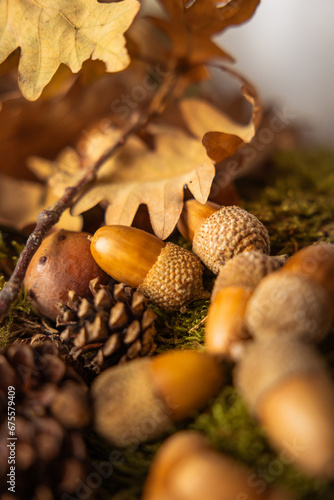 beautiful acorns in the field just fallen from the tree, with small pine cones next to them and dry leaves