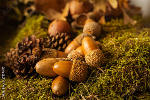 beautiful acorns in the field just fallen from the tree, with small pine cones next to them and dry leaves photo