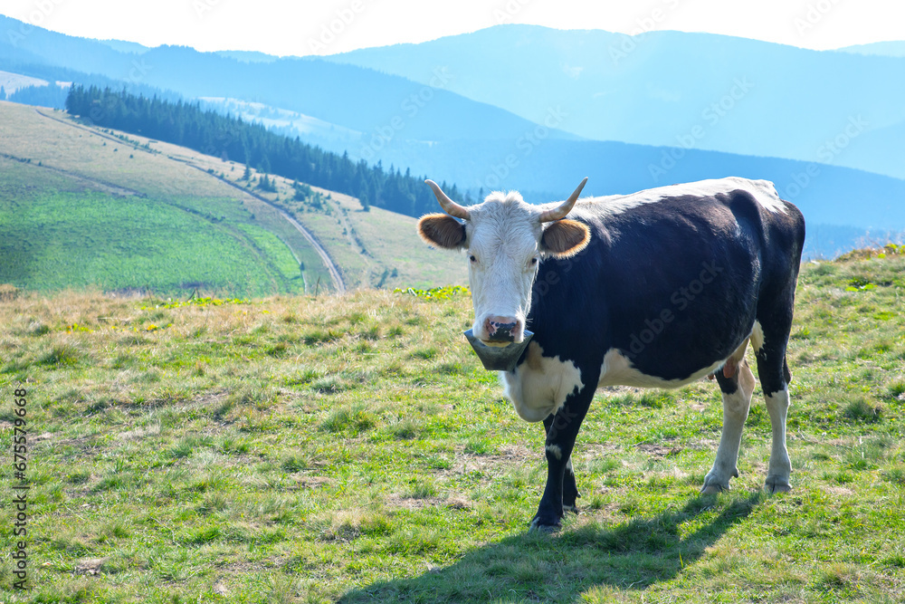 portrait of a cow in a mountainous area