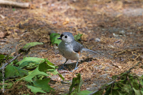Tufted Titmouse