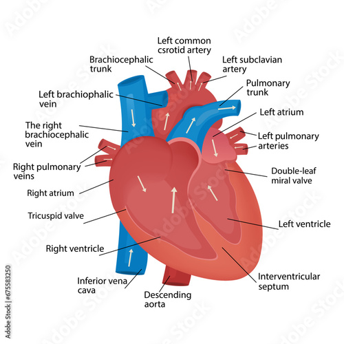 Heart blood flow anatomical diagram with atrium and ventricle system. Vector, medical poster. Blood circulation path scheme with arrows.