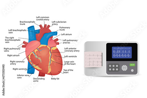 Anatomy of the human heart. Electrocardiographic patient monitoring - medical device, for poster