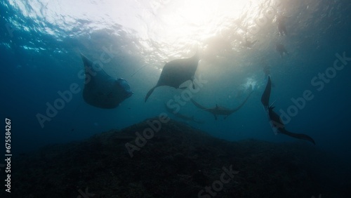 Giant oceanic manta rays or Mobula birostris slowly swim underwater in Nusa Penida, Bali, Indonesia photo