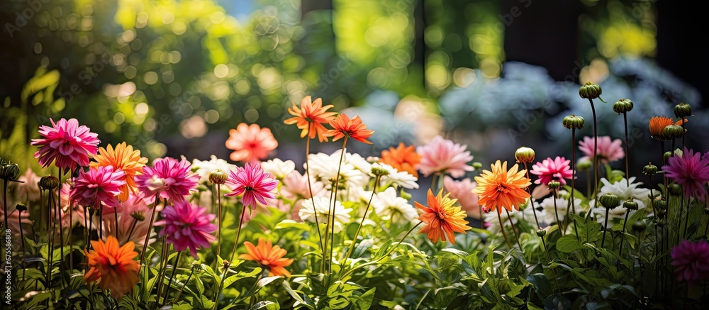 In the colorful Indian garden the background of vibrant summer flowers and leafy green plants creates a beautiful and breathtaking floral display in the nature filled field In the colorful Indian garden the background of vibrant summer flowers and leafy green plants creates a beautiful and breathtaking floral display in the nature filled field