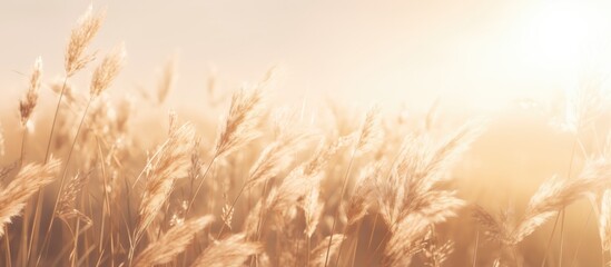 pampas grass in a field in the sun. banner