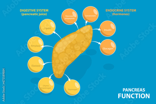 3D Isometric Flat Vector Illustration of Pancreas Function, Digestive System