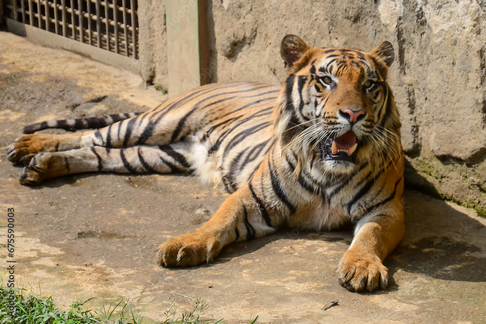 The tiger (Panthera tigris) is the largest living cat species from the ...