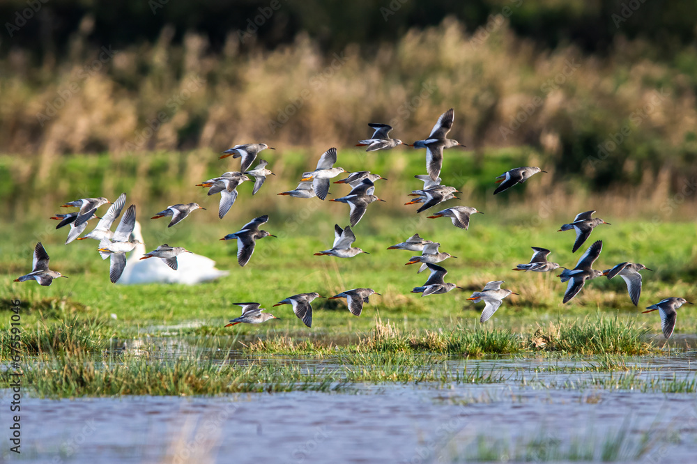 Redshank, Tringa totanus, birds in flight over Marshes Redshank, Tringa totanus, birds in flight over Marshes