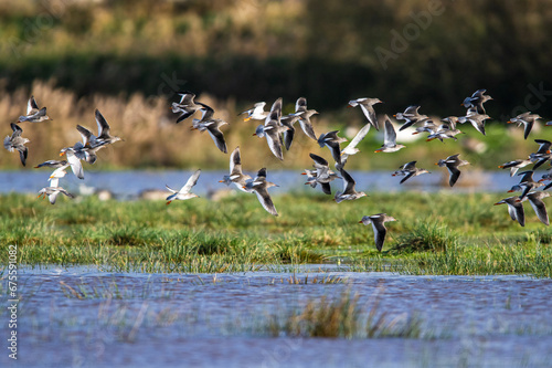 Redshank, Tringa totanus, birds in flight over Marshes