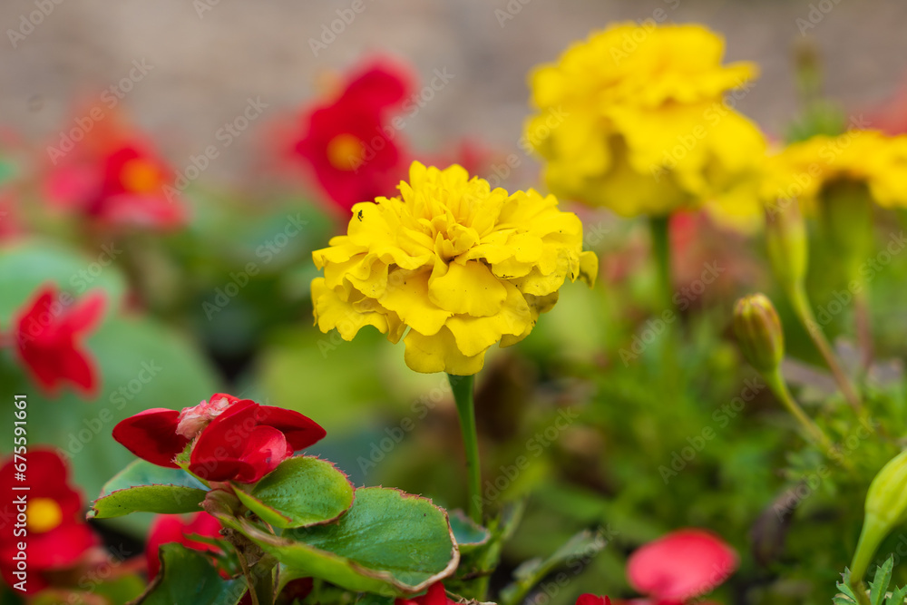 Flowers in a flower bed Marigolds. Greening the urban environment. Background with selective focus Flowers in a flower bed Marigolds. Greening the urban environment. Background with selective focus