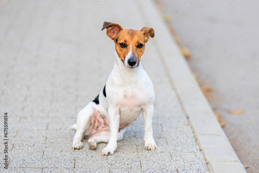 A cute Jack Russell Terrier dog sits funny on the sidewalk. Pet portrait with selective focus A cute Jack Russell Terrier dog sits funny on the sidewalk. Pet portrait with selective focus