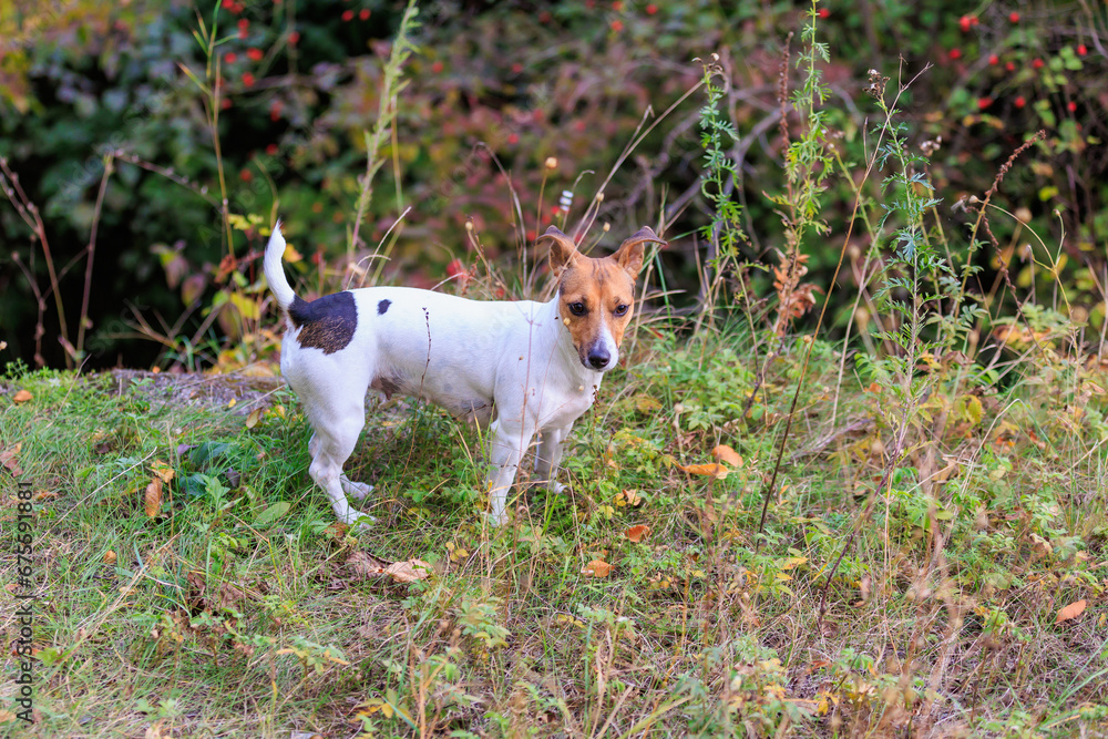A cute Jack Russell Terrier dog runs in nature. Pet portrait with selective focus and copy space A cute Jack Russell Terrier dog runs in nature. Pet portrait with selective focus and copy space