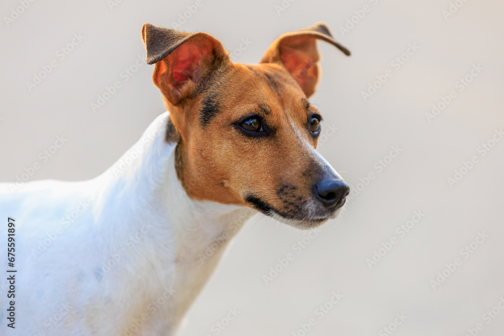 Cute Jack Russell Terrier dog on a blurred backdrop of an urban environment. Pet portrait with selective focus