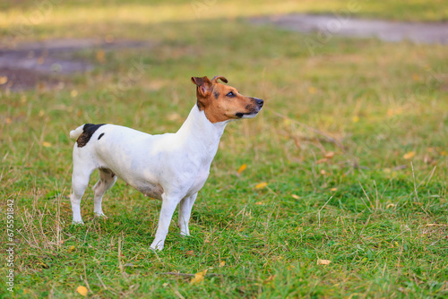 A cute Jack Russell Terrier dog is training in nature. Pet portrait with selective focus