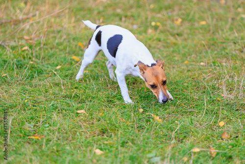 A cute Jack Russell Terrier dog walks in a clearing in the forest. Pet portrait with selective focus and copy space