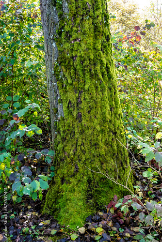 Fototapeta Naklejka Na Ścianę i Meble -  Green moss on tree bark in autumn