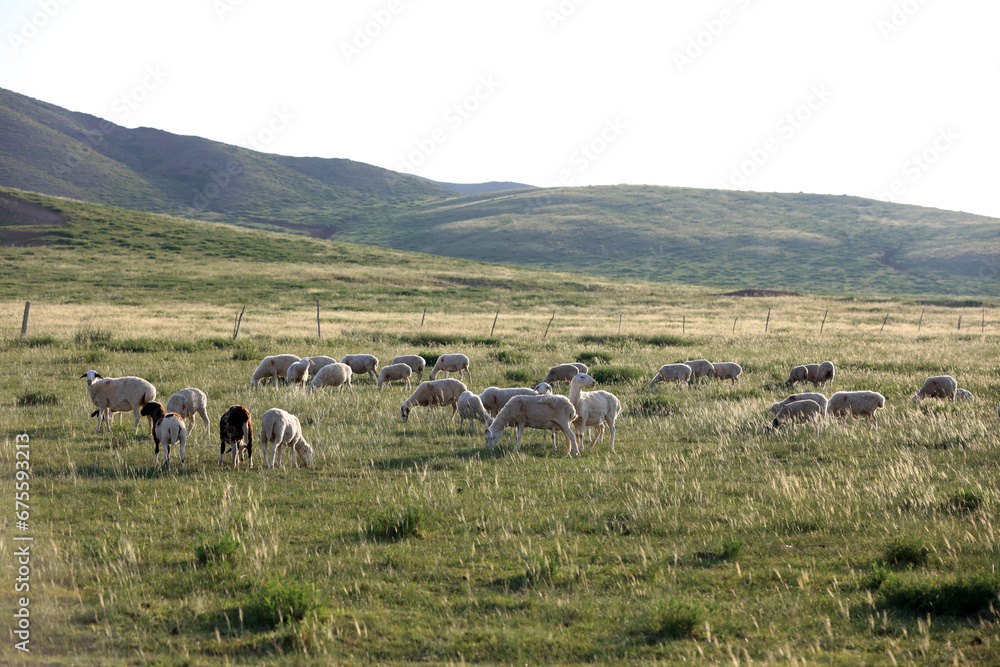 Fototapeta premium A flock of sheep are eating grass on the grassland