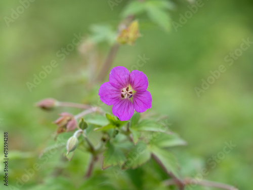 ゲンノショウコの花 薬用植物