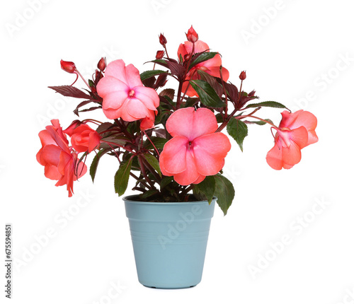 Bild auf Leinwand Impatiens flower in light blue pot isolated on white