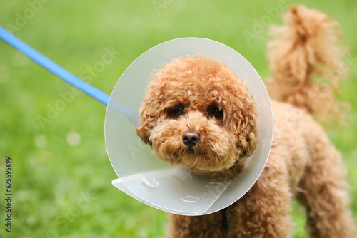 Canvastavla Cute Maltipoo dog wearing Elizabethan collar outdoors, closeup