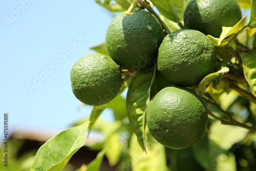 Unripe green tangerines growing on tree outdoors, closeup with space for text. Citrus fruit