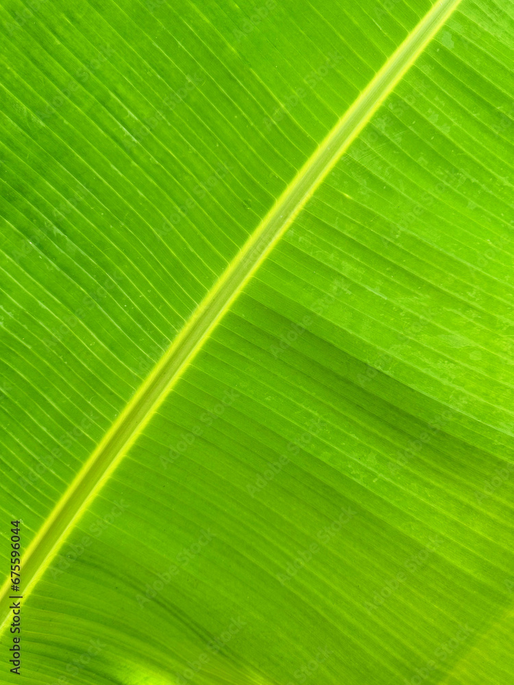 Closeup view of fresh green banana leaf as background Closeup view of fresh green banana leaf as background