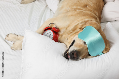 Cute Labrador Retriever with sleep mask and alarm clock resting on bed