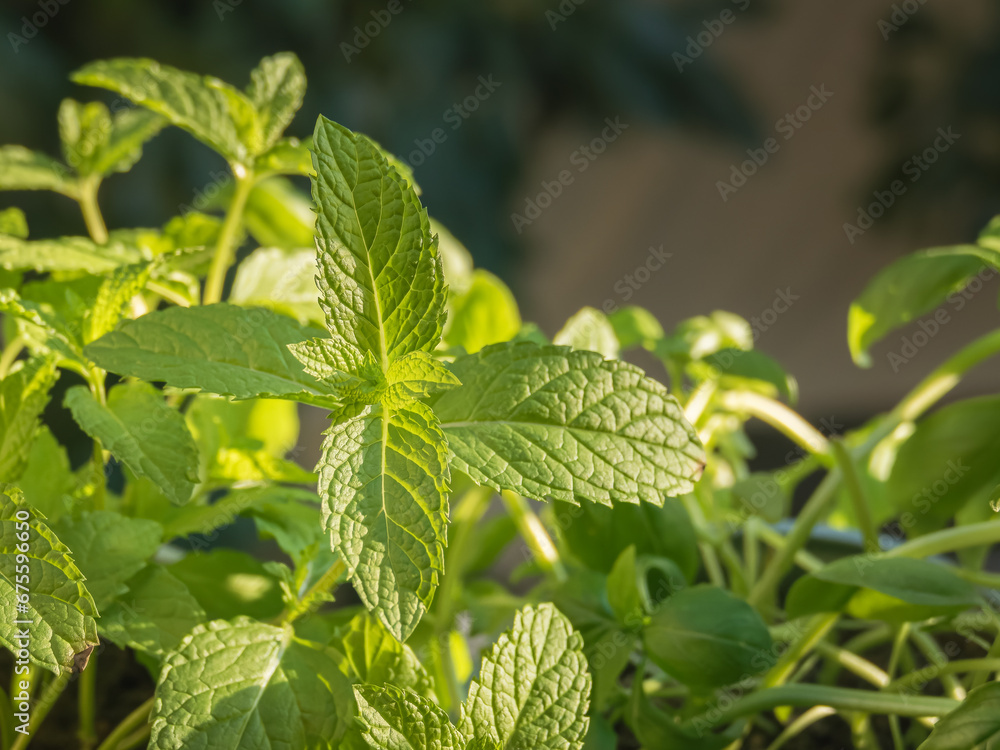 Mint leaves growing on plant close up view with sunlight Mentha spicata Mint leaves growing on plant close up view with sunlight Mentha spicata