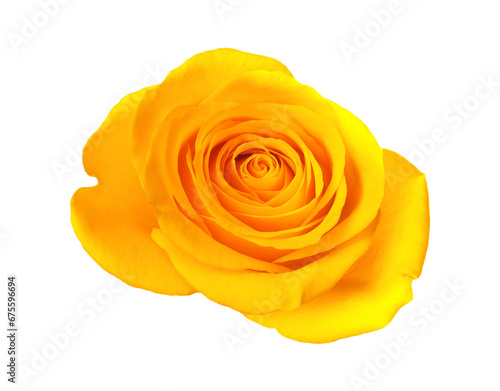 Beautiful fresh yellow rose isolated on white