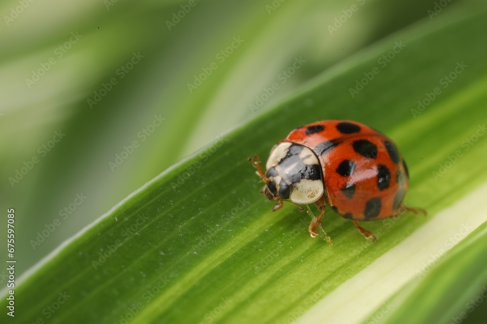 Ladybug on green leaf against blurred background, macro view. Space for text Ladybug on green leaf against blurred background, macro view. Space for text