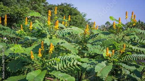 Photograph of an herbaceous plant, Acapulo, Candelabra bush, Candle bush, Ringworm bush, Senna alata (L.) Roxb. photo