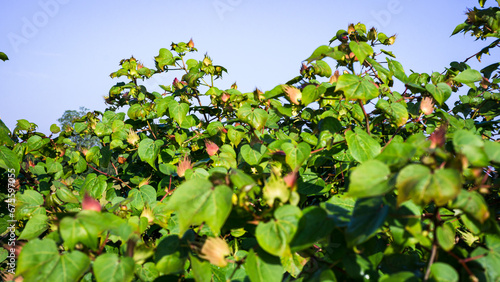 Photograph of medicinal plants, Gossypium arboreum L., Ceylon cotton, Tree cotton, Chinese cotton photo