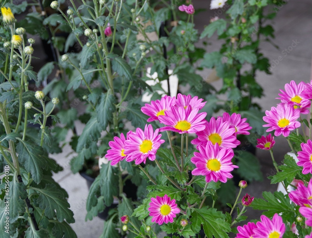 菊 菊