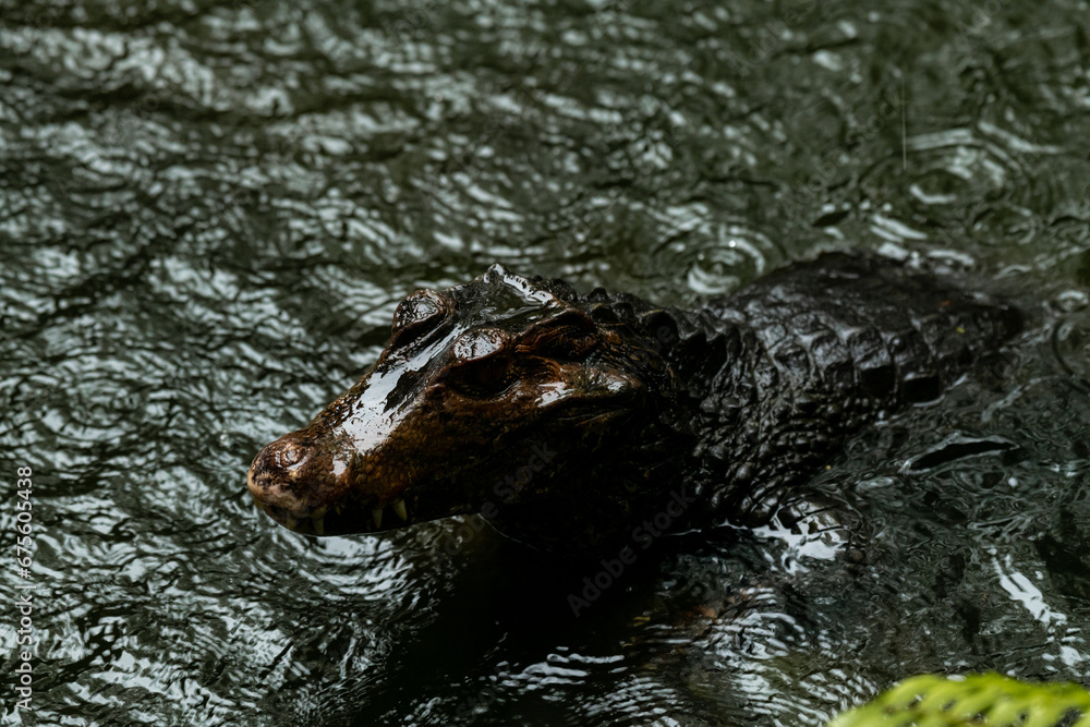 Fototapeta premium Caiman in the water. The yacare caiman in natural habitat. Brazil.