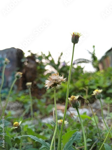 Delicate Blossom in Nature's Beauty: Yellow Flower Blooming in Inflorescence