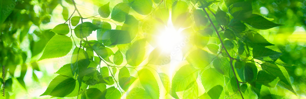sunshine leaves banner