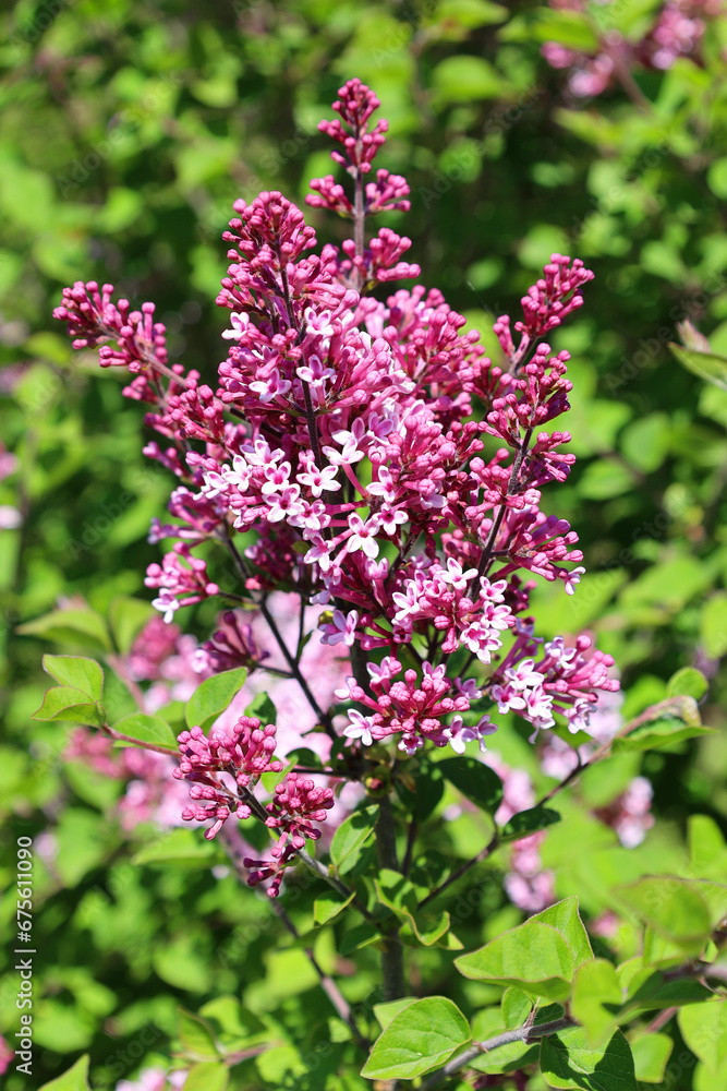 Syringa vulgaris (lilac or common lilac) is a species of flowering plant in the olive family Oleaceae, native to the Balkan Peninsula, where it grows on rocky hill Syringa vulgaris (lilac or common lilac) is a species of flowering plant in the olive family Oleaceae, native to the Balkan Peninsula, where it grows on rocky hill