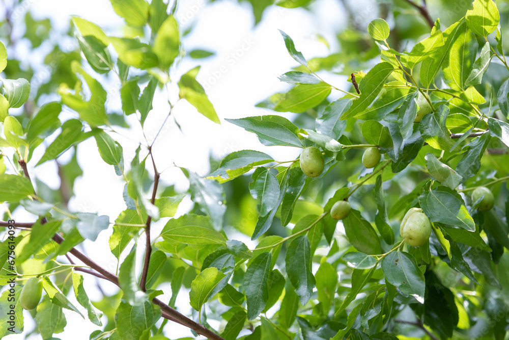 Unripe jujube fruit found in the park. Unripe jujube fruit found in the park.