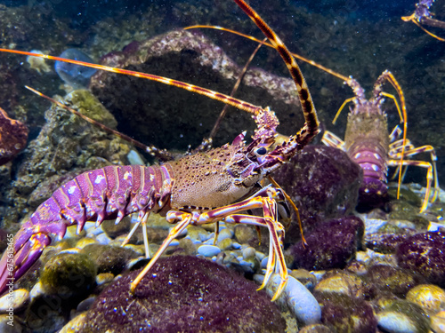 Spotted spiny lobster walks on the pebbles at the bottom of the aquarium and wiggles its antennae
