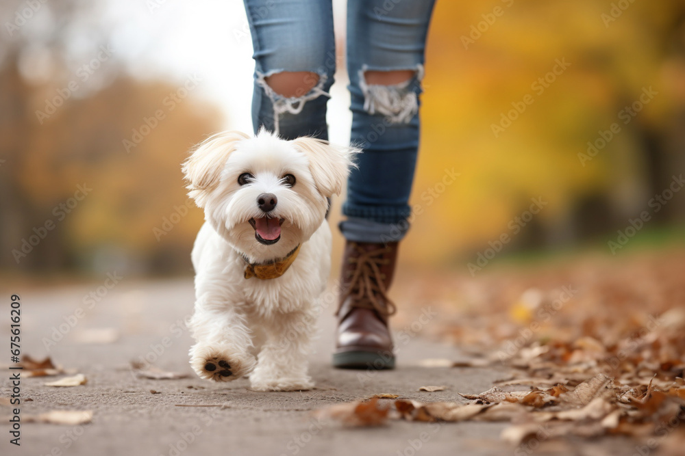 The photoshoot of a happy and lively small fluffy dog taking a walk with its owner on the autumn street, city street. Generative AI. - obrazy, fototapety, plakaty 