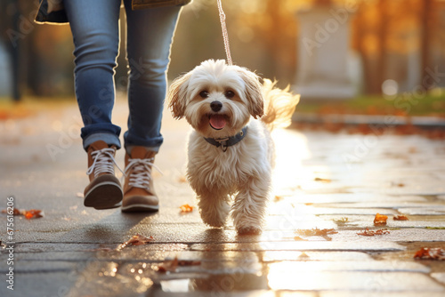 The photoshoot of a happy and lively small fluffy dog taking a walk with its owner on the autumn street, city street. Generative AI.
