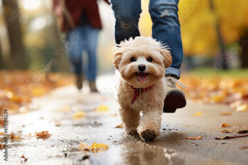 The photoshoot of a happy and lively small fluffy dog taking a walk with its owner on the autumn street, city street. Generative AI.